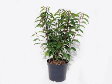 Prunus lusitanica "Angustifolia" - (Portugiesische Lorbeerkirsche),               Topf 2 Liter                 30-40 cm